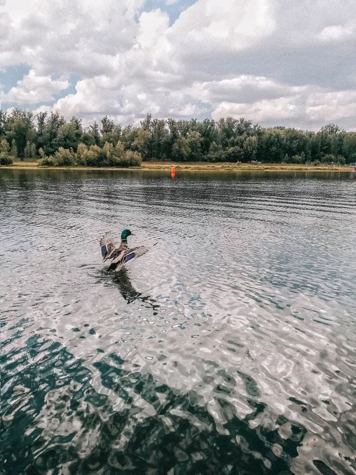 Smooth landing - My, Mobile photography, The nature of Russia, Nature, The photo, Summer, Yenisei, Krasnoyarsk