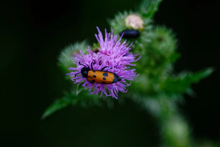 Trying in a new lens 01.07.2022 - My, Nikon, Nikon d600, Tamron, Macro photography, Insects, Bloom, Longpost