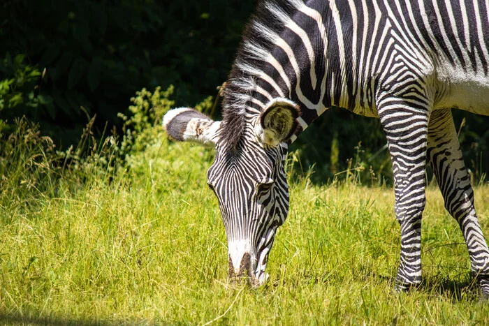 Monochrome horse - My, The photo, Moscow Zoo, zebra