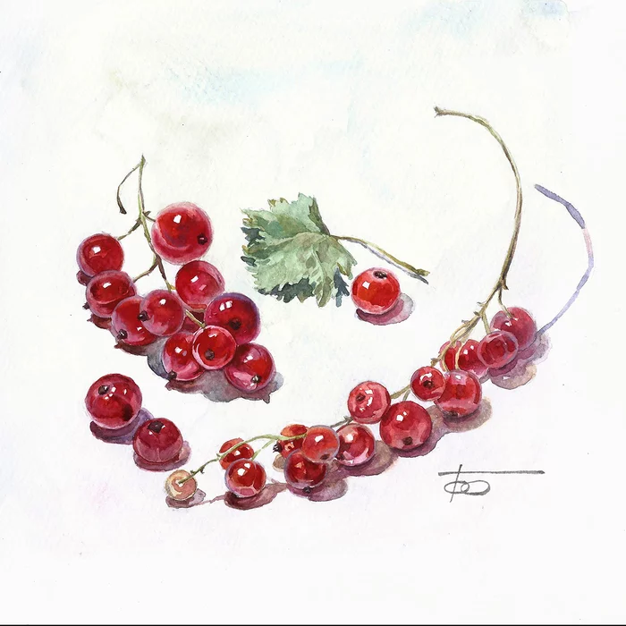 Red Currant - Etude - My, Watercolor, Etude, Artist, Traditional art, Drawing, Longpost