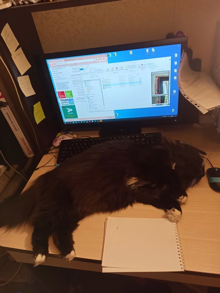 Remote work is blocked - My, cat, Work, Remote work