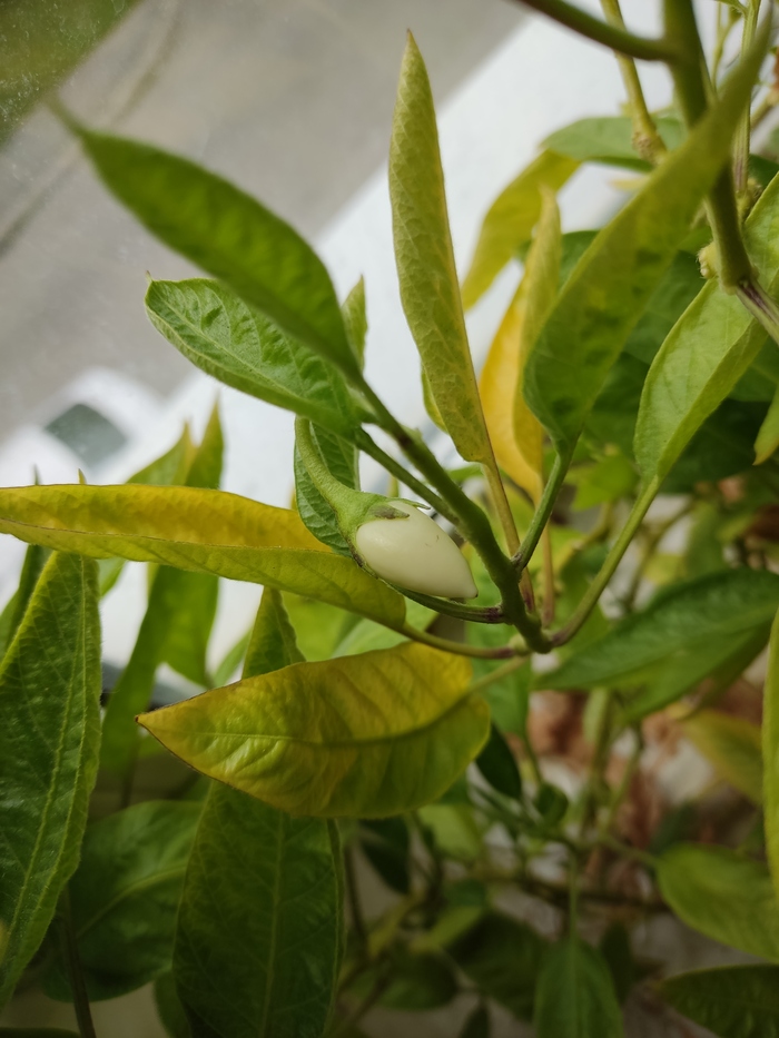 Что за фрукт?