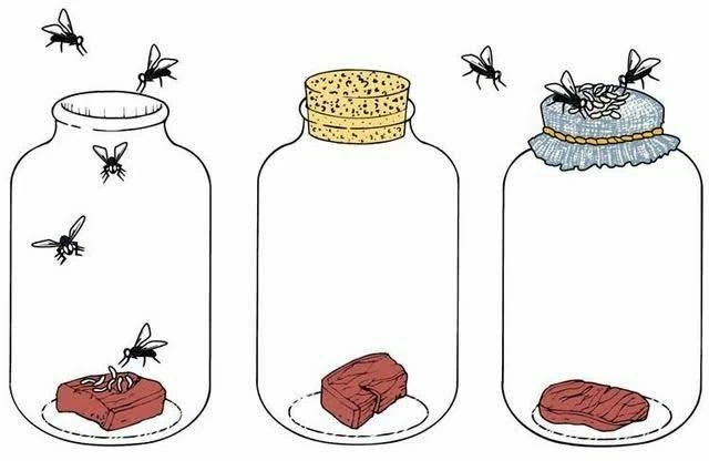 Spontaneous generation and flies - Муха, The science, Scientists, Research, Informative