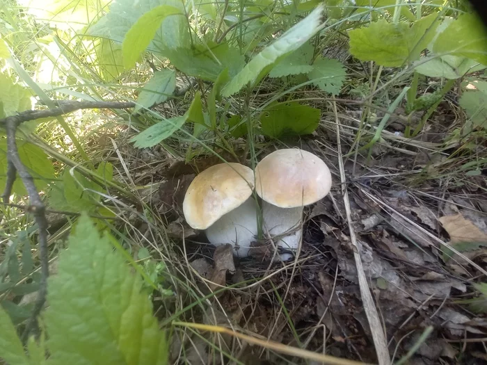 Silent hunt - My, Forest, Mushrooms, Silent hunt, Siberia, The photo, Knife, Longpost