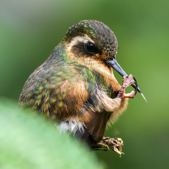Hummingbirds also pick their noses - Ornithology, Birds, Hummingbird