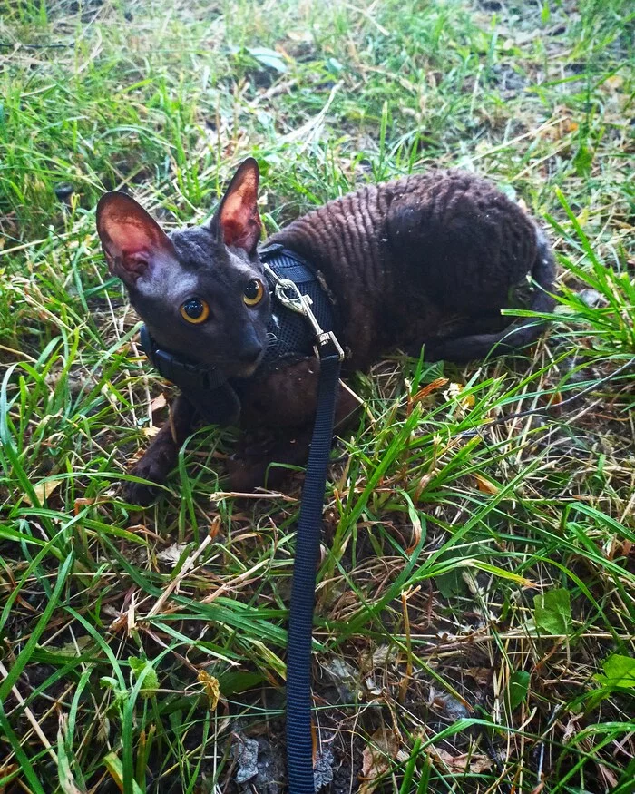 First walk - My, cat, Cornish Rex, Walk, City walk, Summer