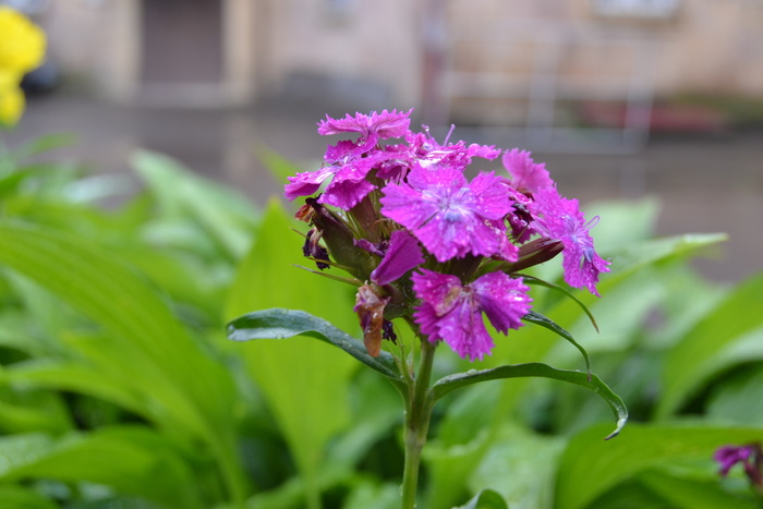 Миг  радости!...