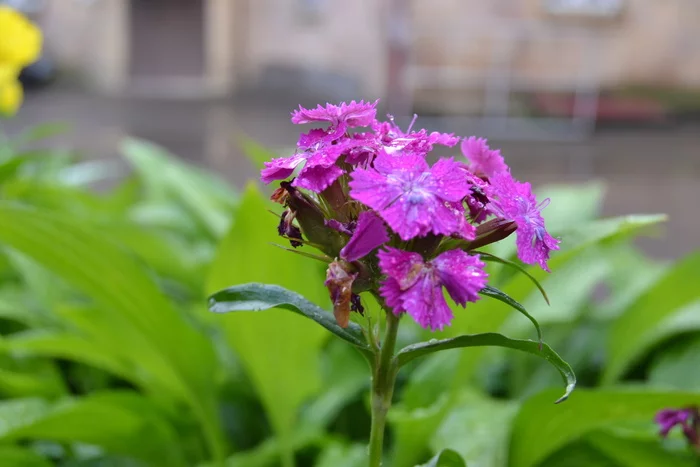 A moment of joy!... - My, May, The photo, The Scarlet Flower