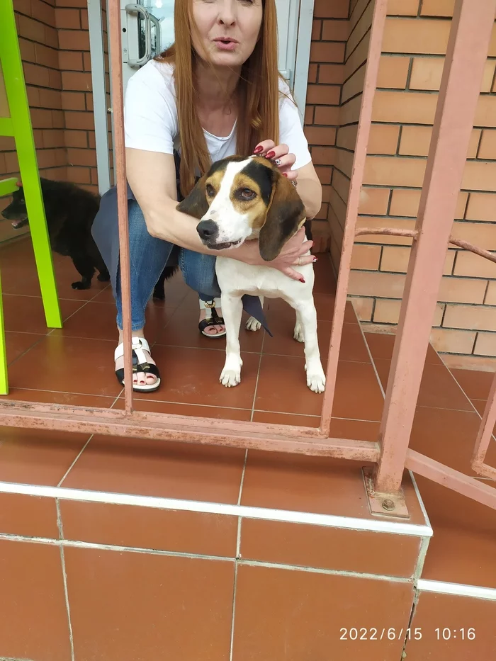 Male Estonian Hound Looking for a Home - My, Homeless animals, Animal shelter, In good hands, Lost, Helping animals, Longpost, Dog, Krasnodar, Краснодарский Край, No rating