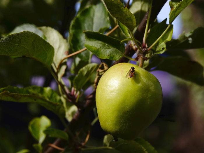 Муха-журчалка