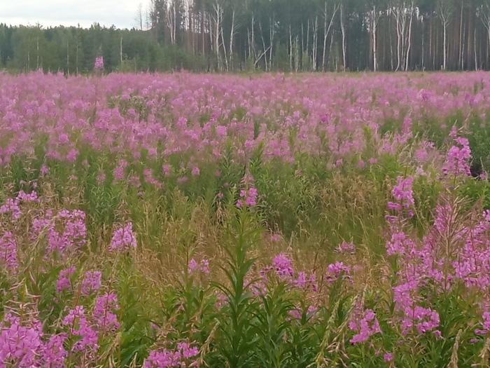 ������ ������ ))