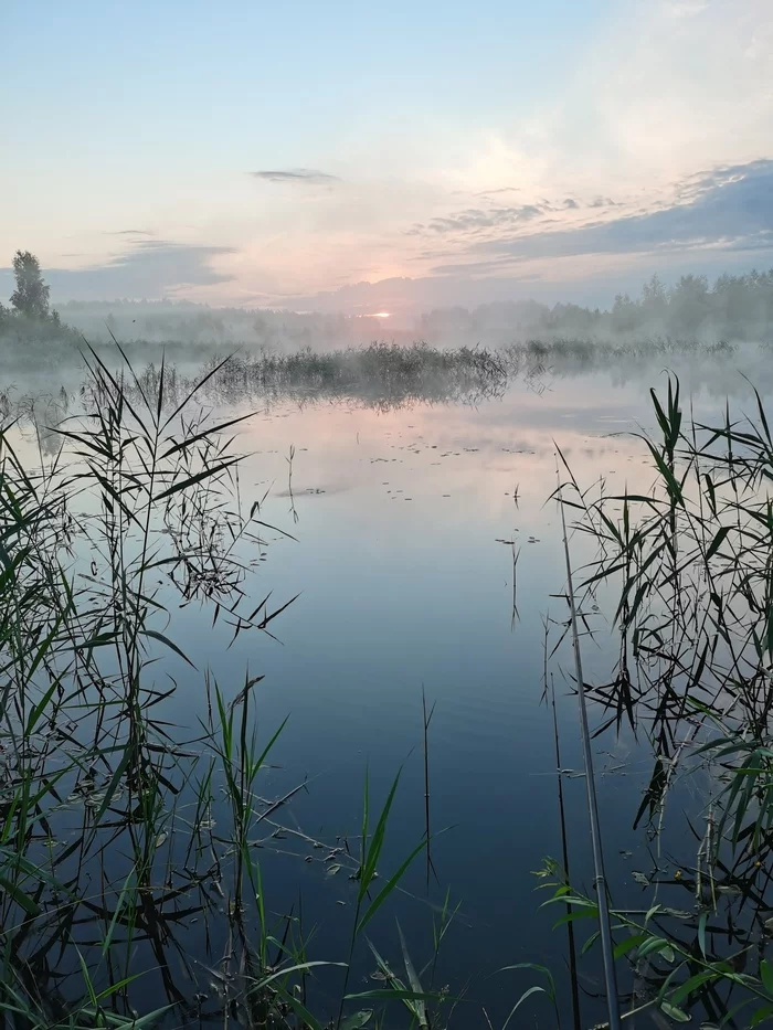 It's a beautiful morning. Five in the morning.Fog. Fishing in Belarus - My, Fishing, Carp, Relaxation, Vacation, Weekend, The photo