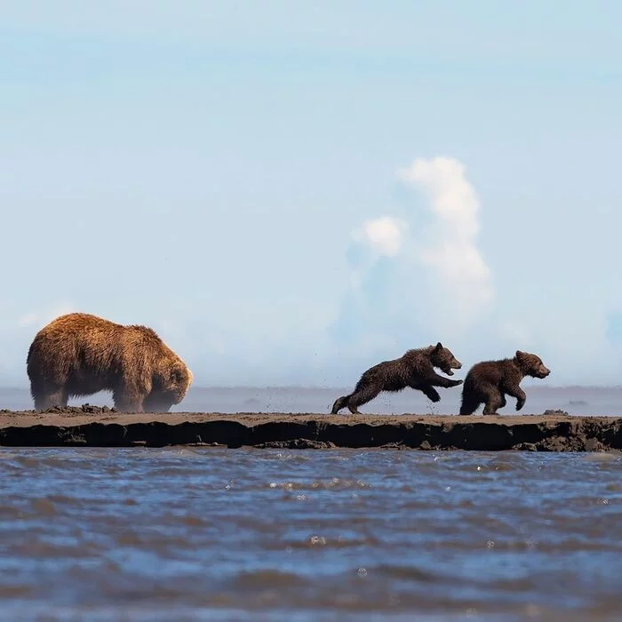 While Mom Is Busy - Grizzly, The Bears, Young, Predatory animals, Wild animals, wildlife, Alaska, The photo, Animal games, Teddy bears