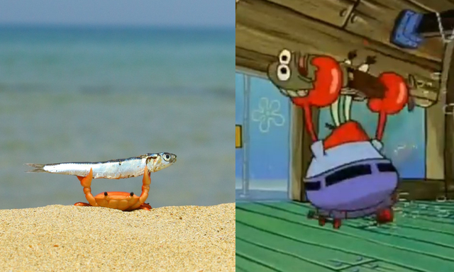Bikini Bottom - Mr. Krabs, SpongeBob, Crab, Cartoons