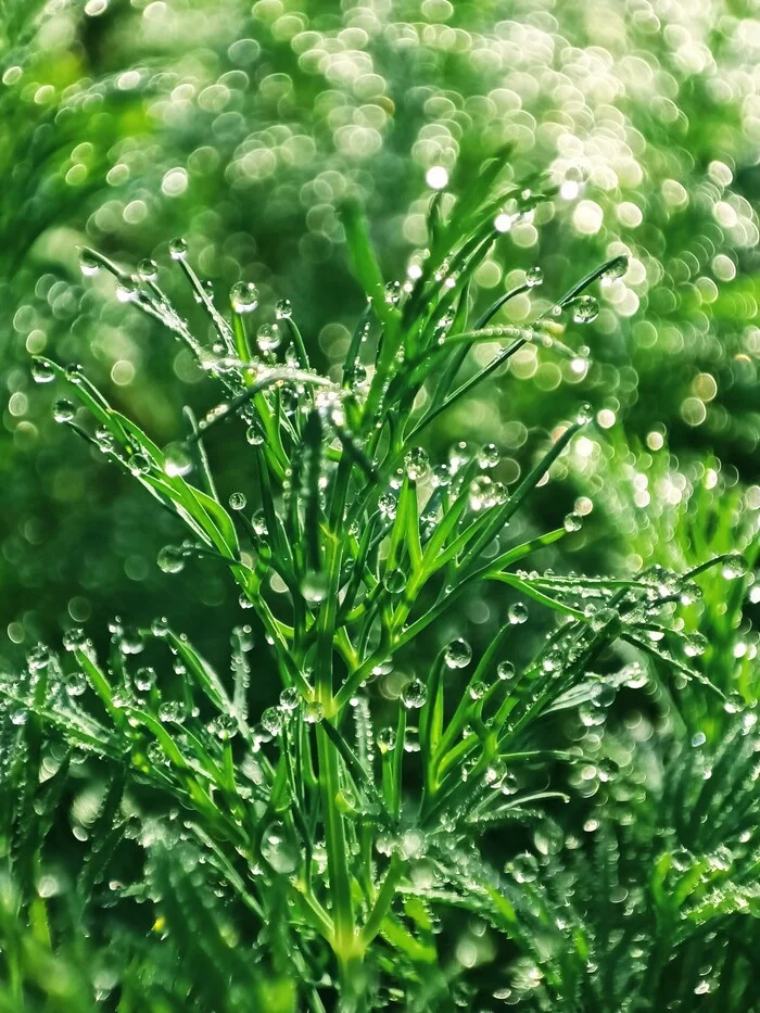 Morning at the cottage - My, Dill, Plants, Garden, Morning, Mobile photography, Greenery, Dew, Macro photography