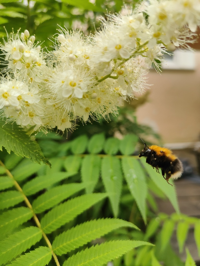 �����, ��������