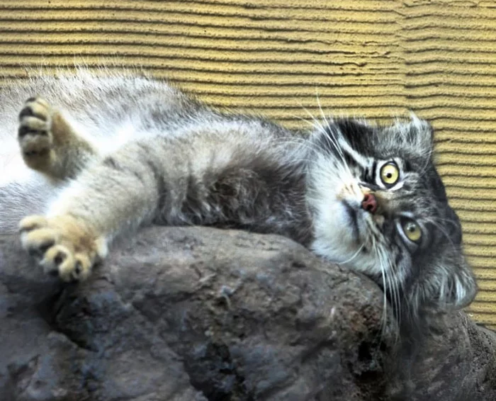 Plans for Sunday - Pallas' cat, Predatory animals, Wild animals, Small cats, Mat, Pet the cat, Cat family, Zoo