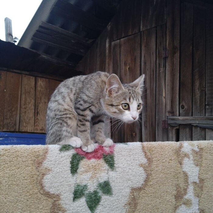 Да я тебя щас в палас закатаю!