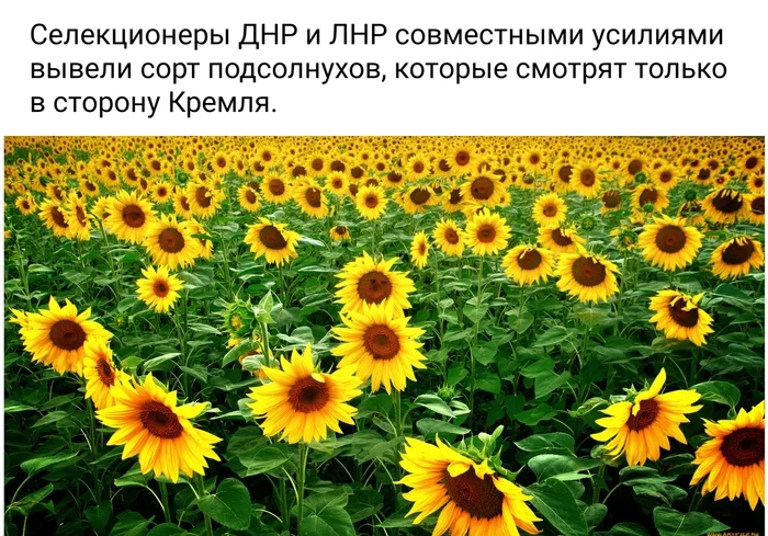 A scientific breakthrough... - The science, Selection, Breeders, Sunflower, DPR, LPR, Kremlin, Humor, Fake news, Picture with text