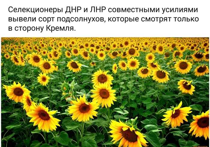 Научный прорыв... - Наука, Селекция, Селекционеры, Подсолнух, ДНР, ЛНР, Кремль, Юмор, Fake News, Картинка с текстом