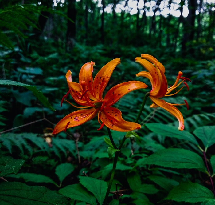 Красота природы