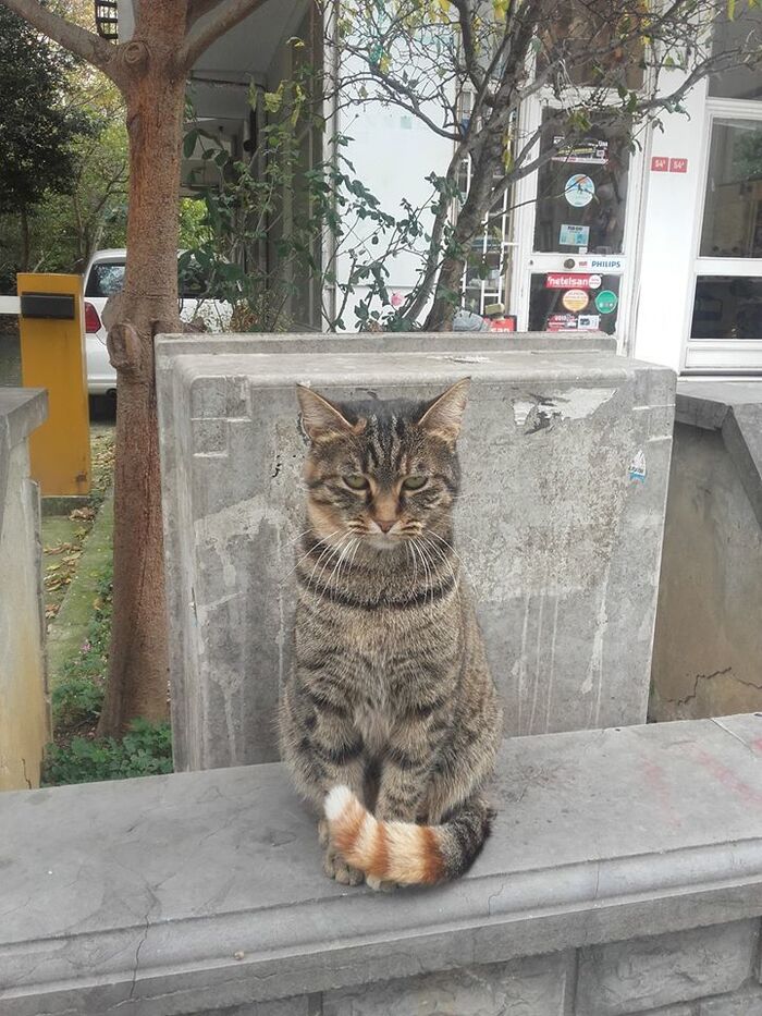 Redtail - cat, Tail, Coloring