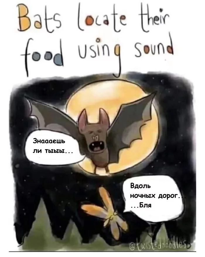 Bats use sound to find food - Memes, Picture with text, Bat, Mat, Maxim (singer)
