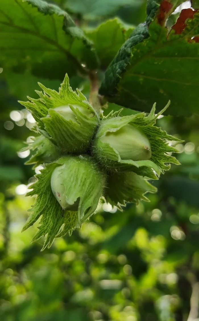 How hazelnuts grow - My, Hazel, Filbert, Hazelnut, The photo