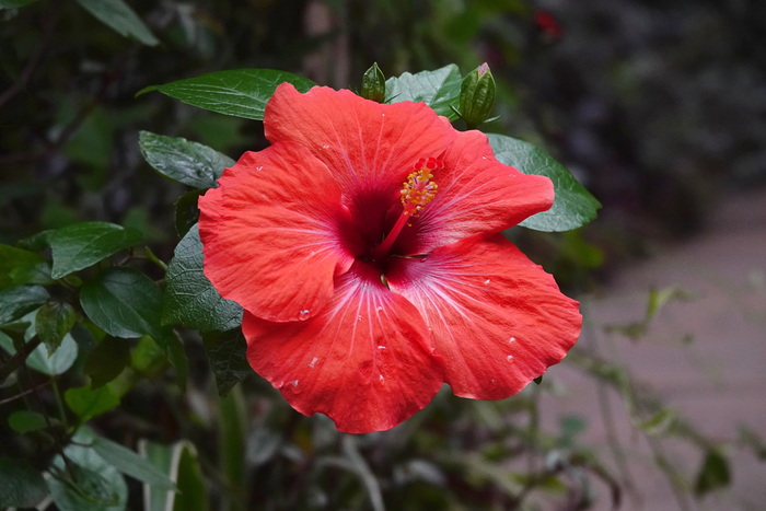 Китайская роза