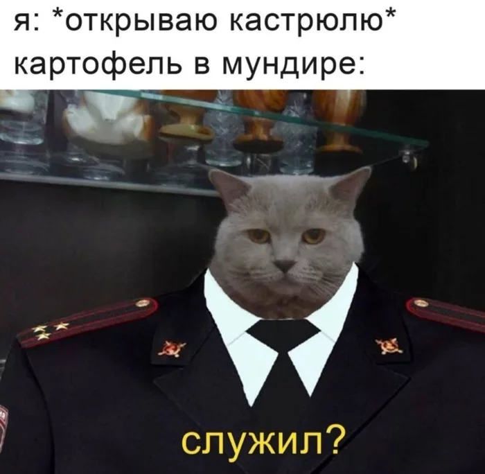 Potato - cat, Uniform, Served, Picture with text, Humor