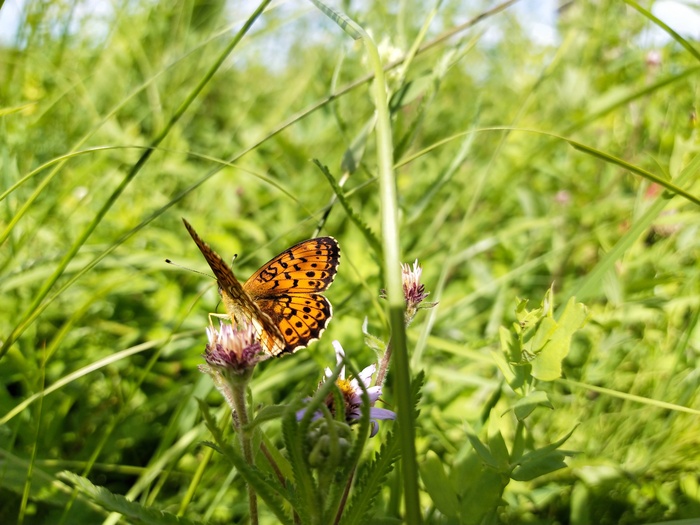 Лето. Удачный кадр