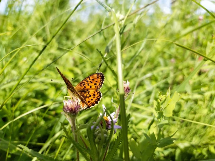 Summer. A good shot - My, Mobile photography, Summer, Butterfly