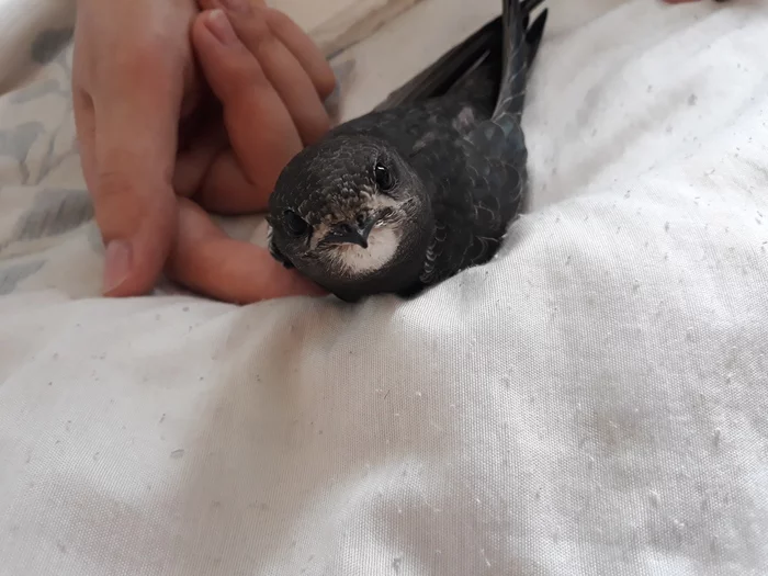 Saving a haircut at home - My, Swift, Birds, Growing, Longpost