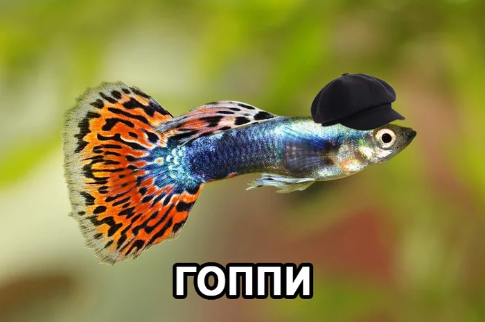 Hoppie - My, Images, The photo, Screenshot, Memes, Picture with text, A fish, Guppy, Gopniks