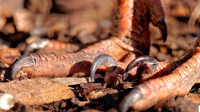 RAPTORS OF SOUTH AMERICA - My, Paleontology, Dinosaurs, Raptor, Biology, Informative, Interesting, Scientists, Around the world, The national geographic, Birds, The science, Reptiles, Sciencepro, Jurassic Park, Animals, Wild animals, Velociraptor, Predatory animals, The Legend of the Dinosaur, A life, Longpost