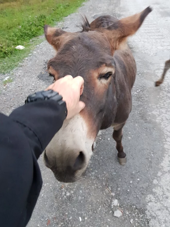 Just a donkey - My, Animals, Pets, Donkey