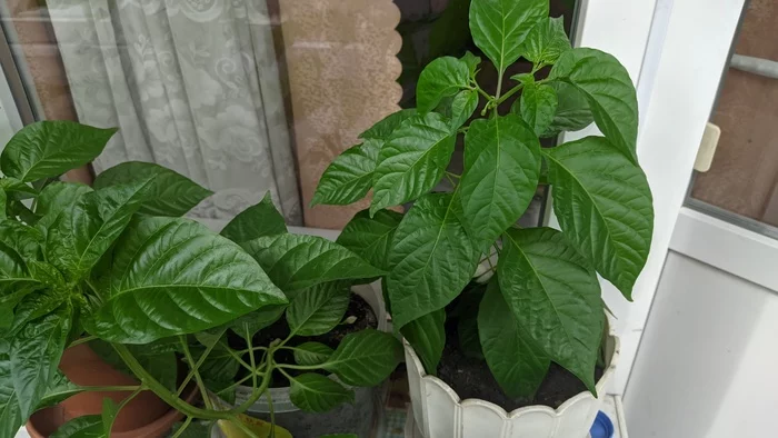 I ask for advice - My, Hot peppers, Pepper