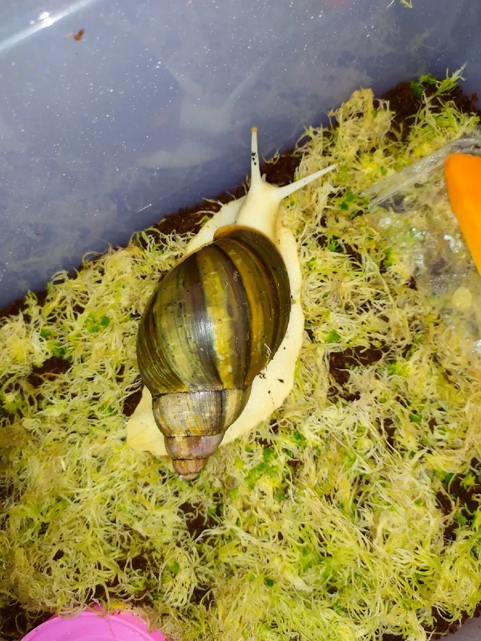 How I gave milk to the archahatine - Achatina, Archahatine, Snail, Longpost