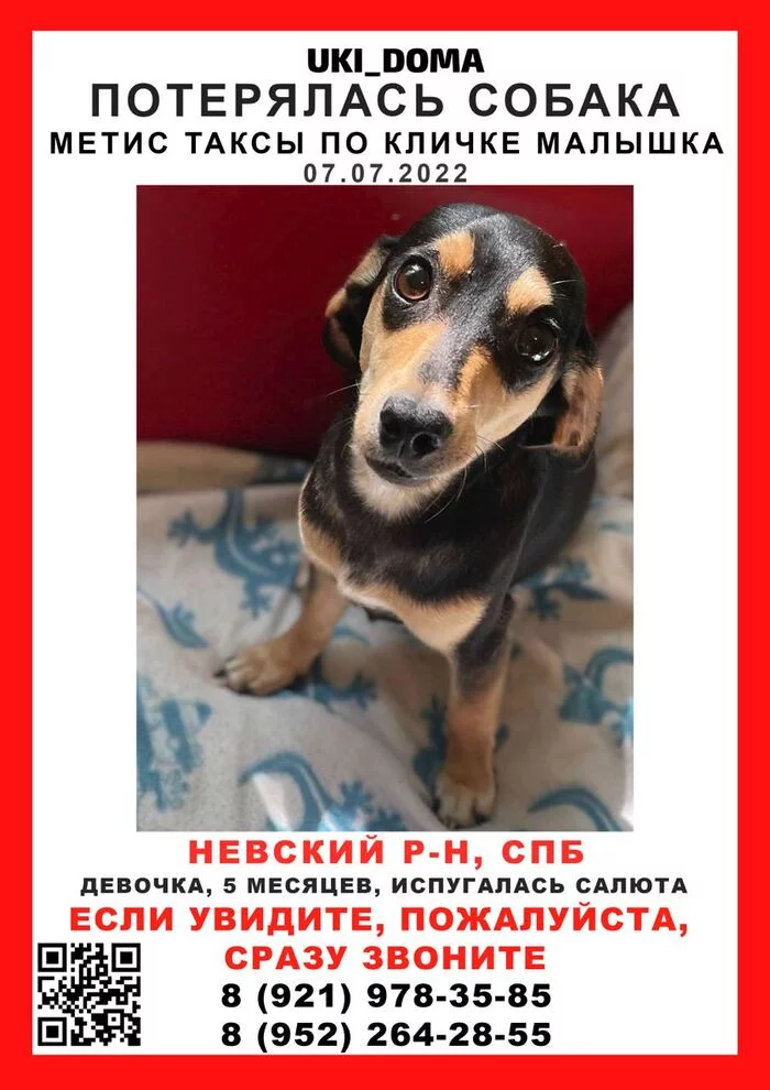 Help find your puppy! - My, Lost, Helping animals, Puppies, Saint Petersburg, Nevsky District, Prospekt Bolshevikov, Dybenko, Help me find, Dog, No rating, The dog is missing