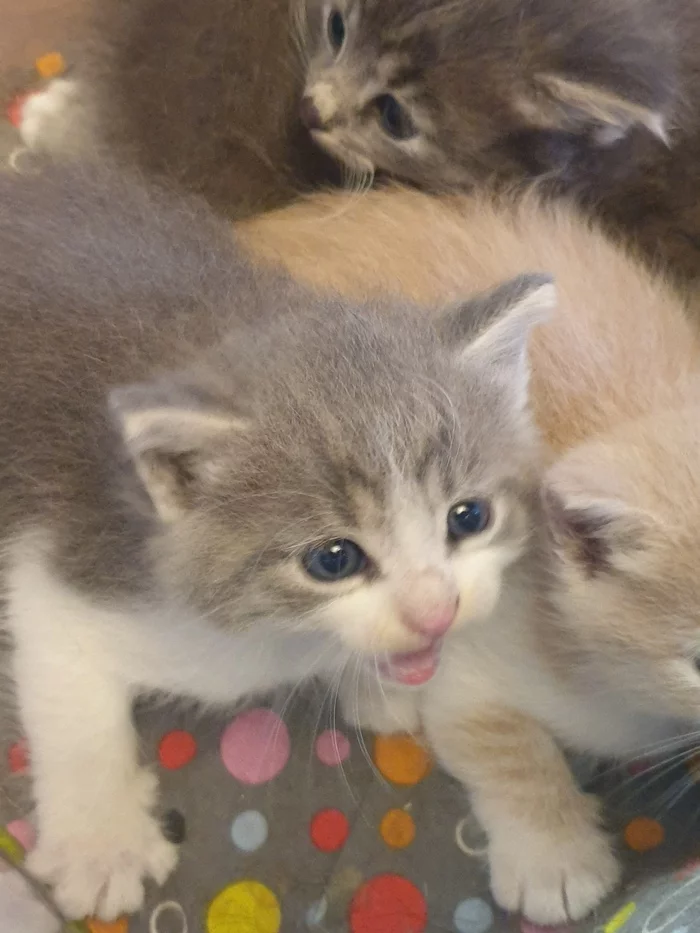 KITTENS IN THE GOOD HANDS OF PSKOV - My, Help, In good hands, Kittens, Pskov, Longpost, No rating, cat