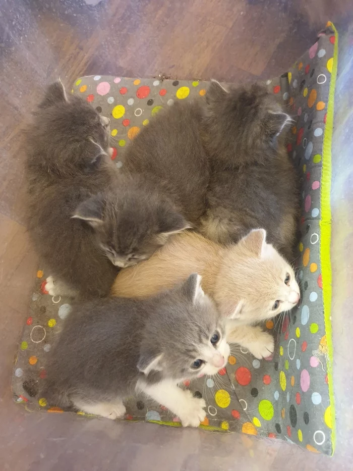 KITTENS IN THE GOOD HANDS OF PSKOV - My, Help, In good hands, Kittens, Pskov, Longpost, No rating, cat