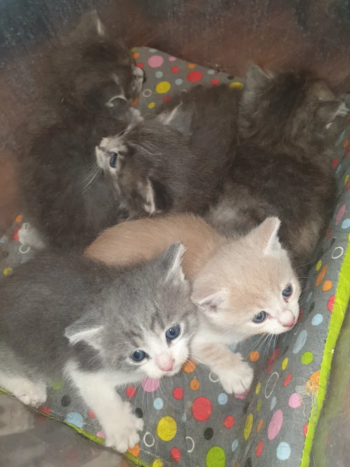 KITTENS IN THE GOOD HANDS OF PSKOV - My, Help, In good hands, Kittens, Pskov, Longpost, No rating, cat