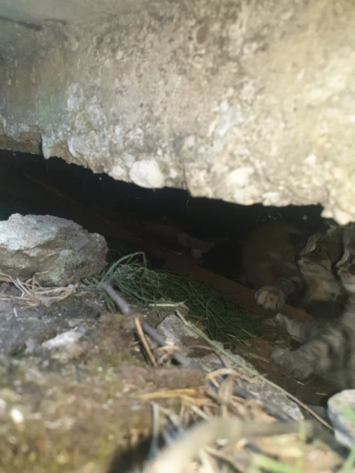 KITTENS IN THE GOOD HANDS OF PSKOV - My, Help, In good hands, Kittens, Pskov, Longpost, No rating, cat