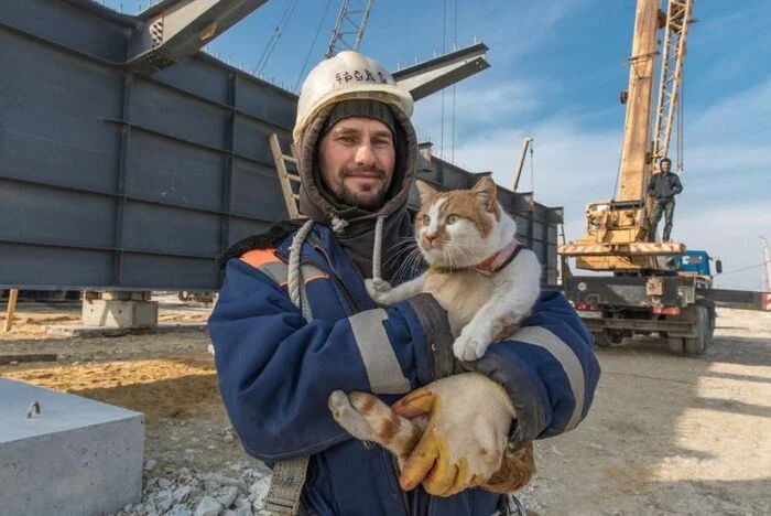 Response to the post Mustachioed Hard Workers - My, Humor, cat, Screenshot, Construction, Crimean bridge, Longpost, Reply to post