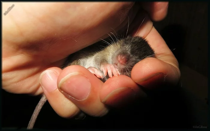In these hands it is safe, calm and cozy - Rat, Pasyuk, Mercy, Milota, Animal Rescue, Rodents