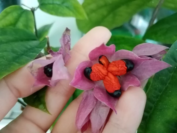 Clerodendrum fruits - Flowers, Berries, Fruit, Houseplants