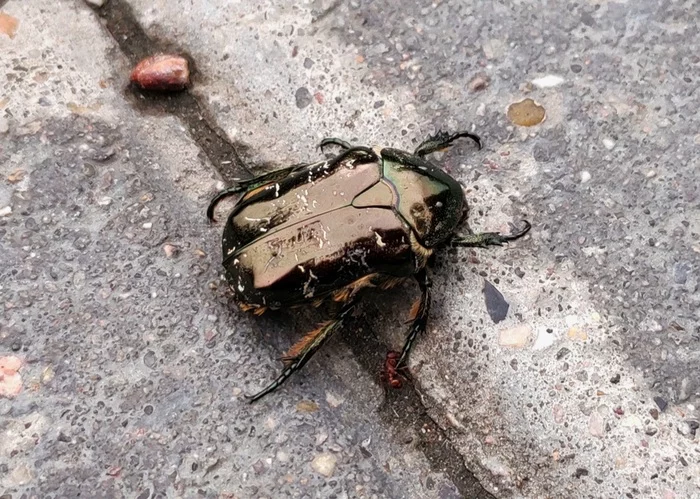 Response to the post This beetle is actually black, don't believe me? - My, Жуки, Bronzovka, Insects, Nature, Interesting, Informative, Longpost, Slow motion, Video, Reply to post