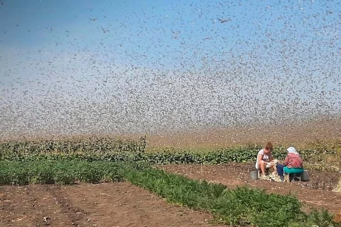 You can't see anything. Hordes of locusts attacked the area in the Krasnodar Territory - Краснодарский Край, Locust, Ecology, Video, Video VK, Longpost, TVNZ