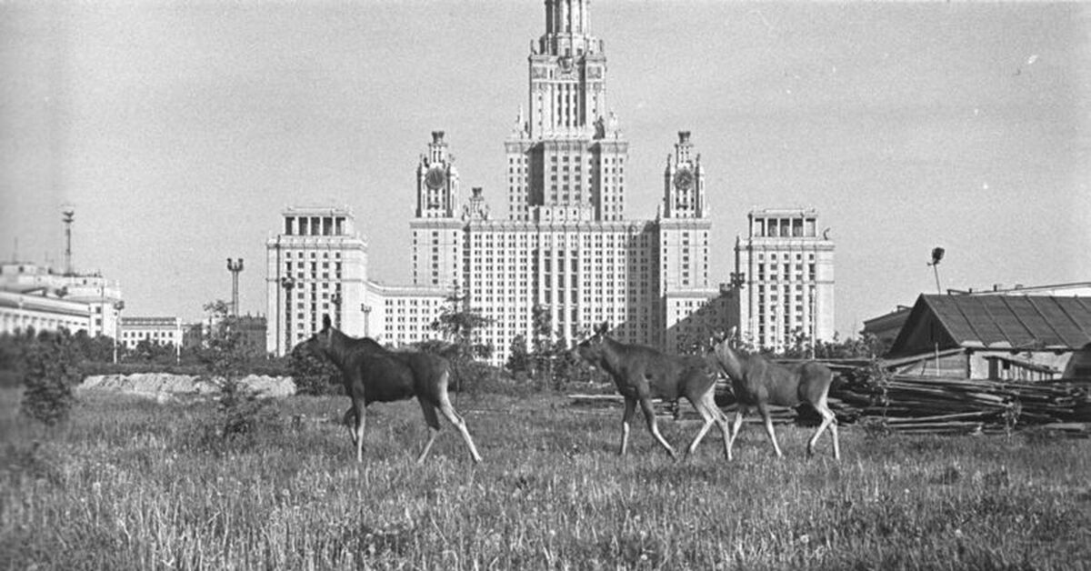 Старые фотографии мгу