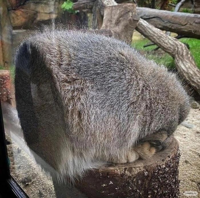 Polmanula - Pallas' cat, Pet the cat, Small cats, Cat family, Predatory animals, Wild animals, Zoo, The photo, Fluffy